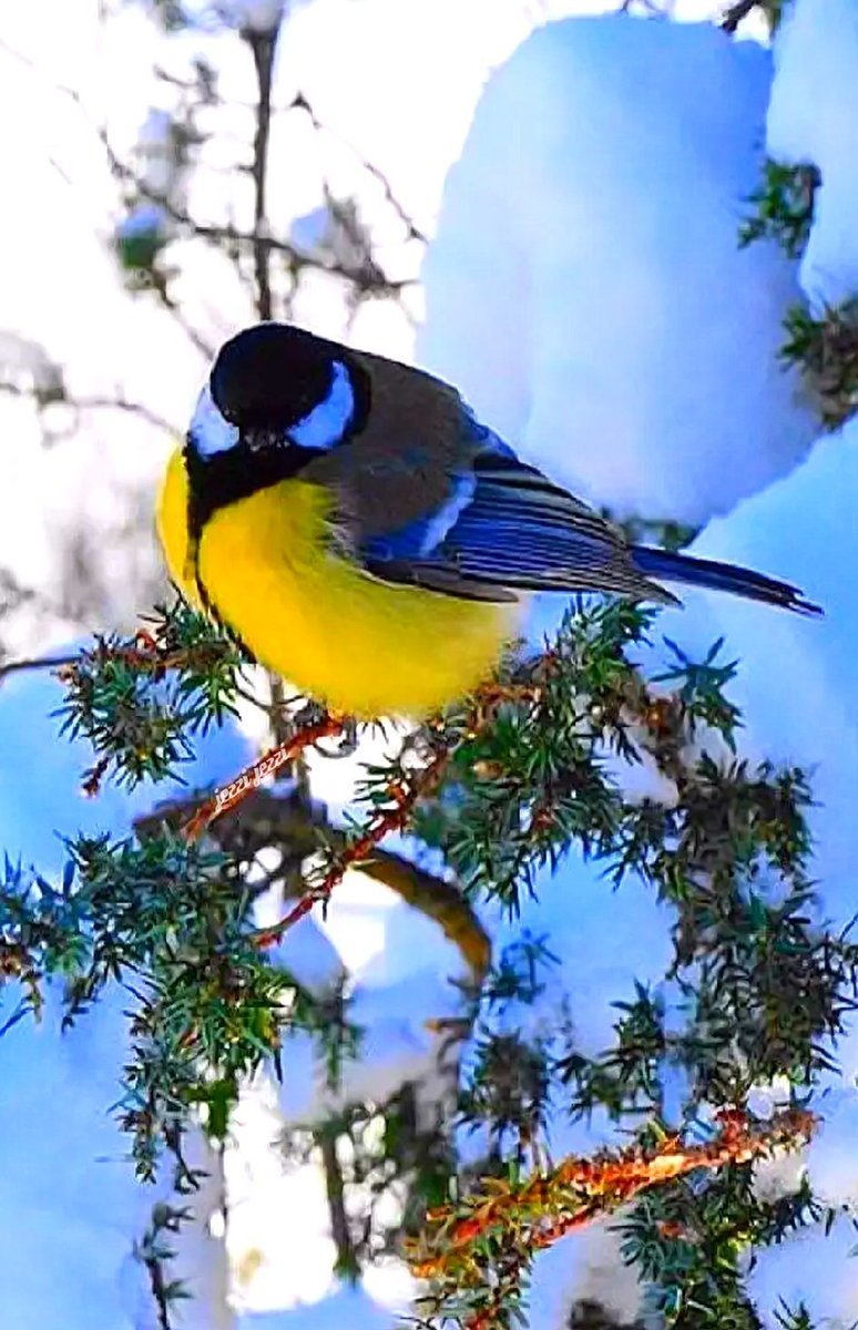 Птичка-Синичка - оригинал