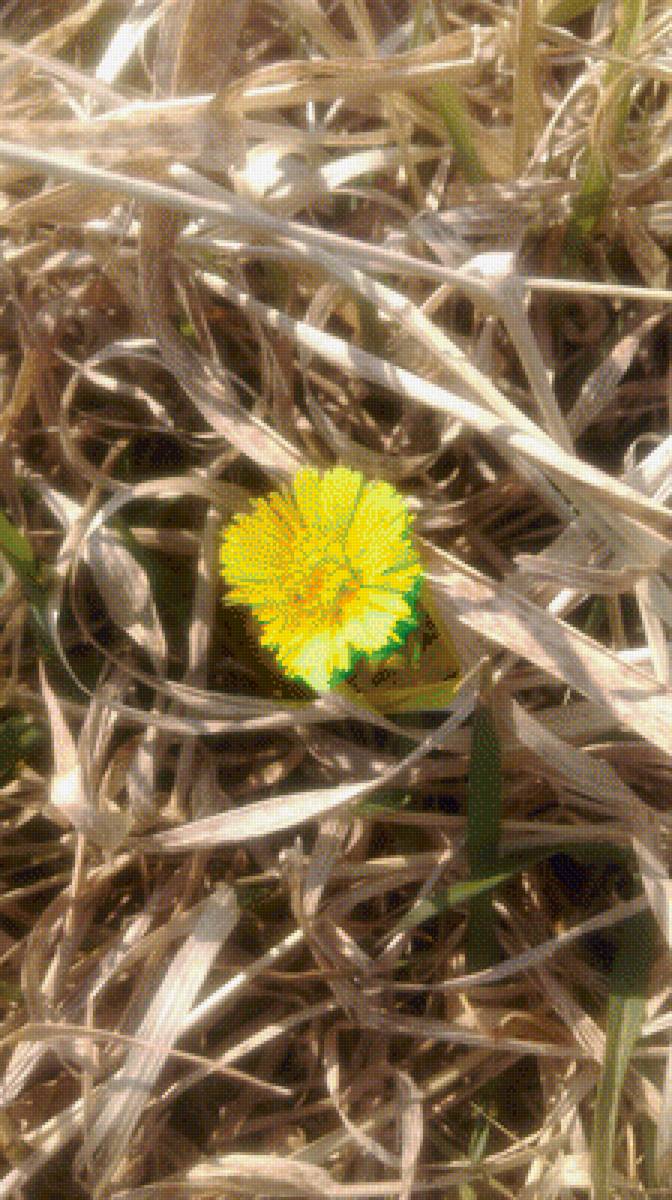 Huflattich - предпросмотр