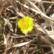 Схема вышивки «Huflattich»