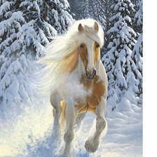 koń zimą