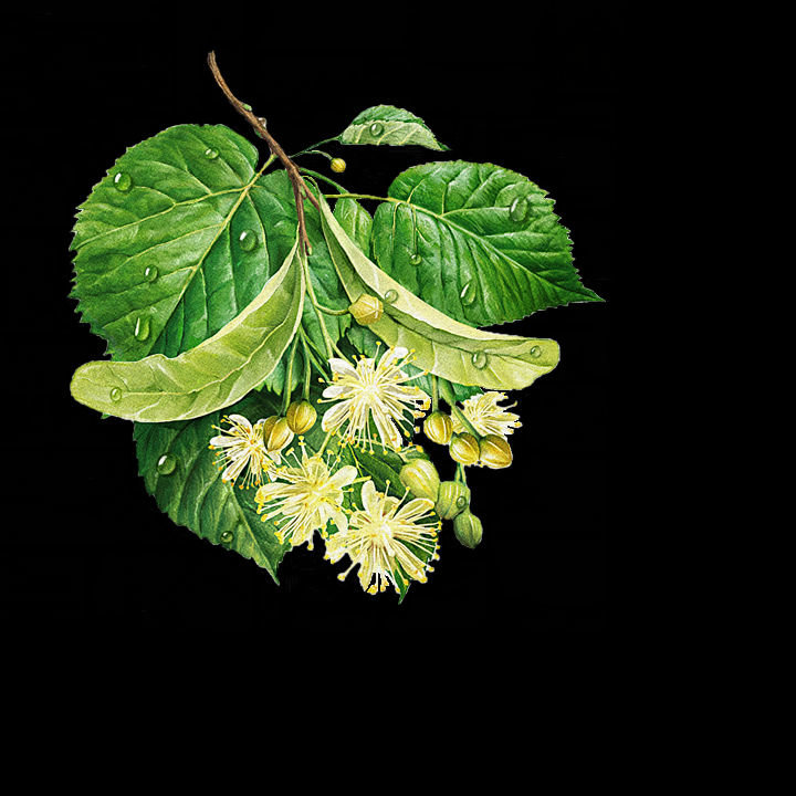 Веточка липы - липовый цвет, на черном, листья, цветы - оригинал