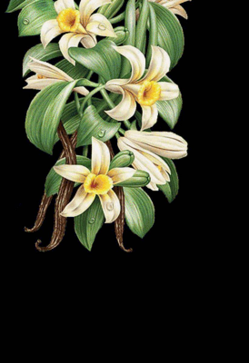 Ваниль - на черном, цветы, панелька - предпросмотр