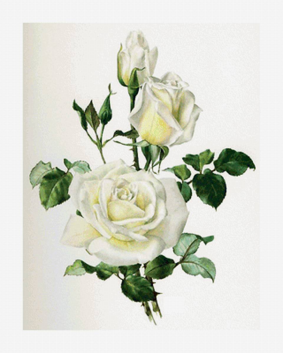 Серия "Розы". - цветы, флора, розы - предпросмотр