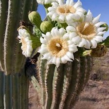 Цветущий кактус
