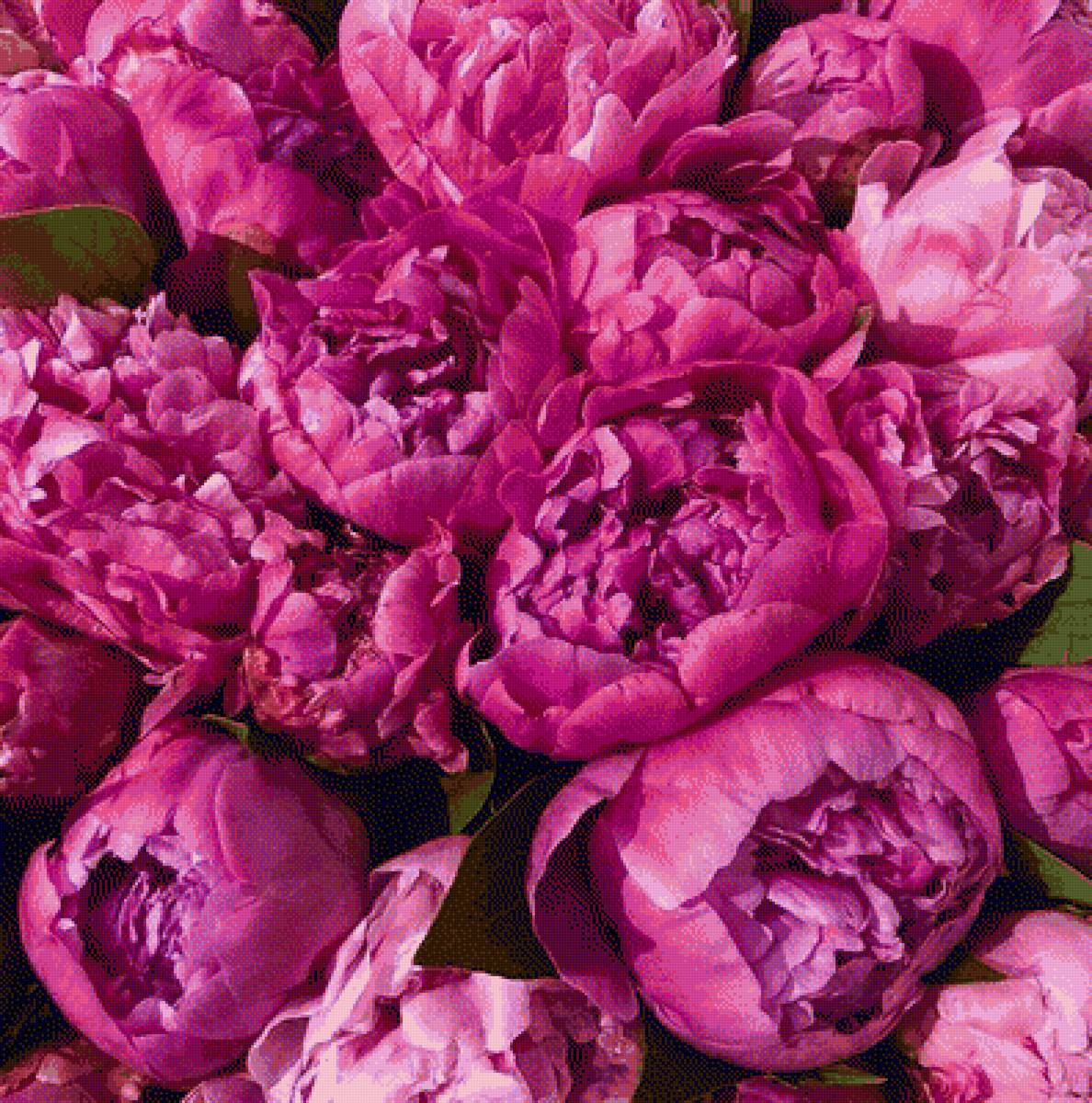 Пионы моя любовь - розовый, любимые, любовь, цветы, пионы - предпросмотр