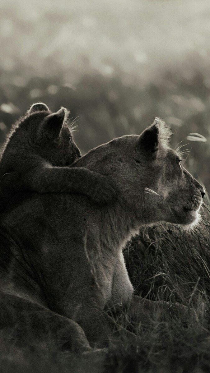 Levica - оригинал