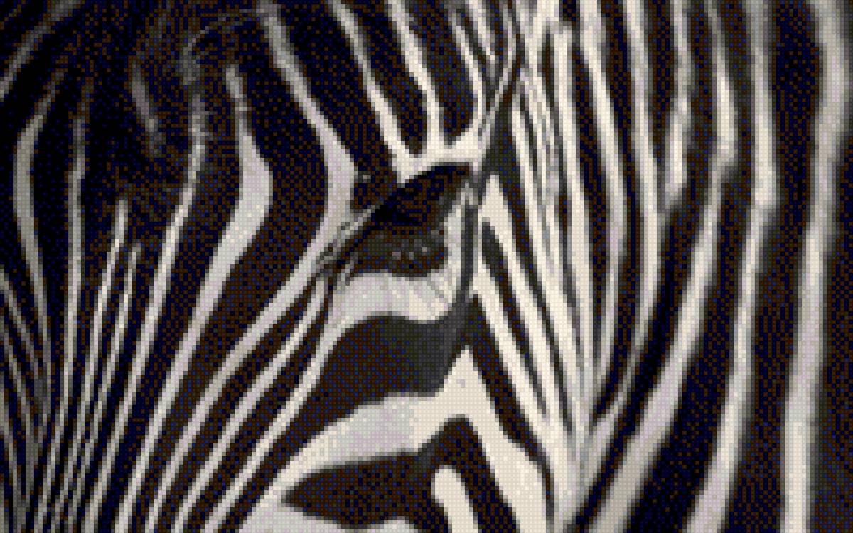 Zebra - предпросмотр