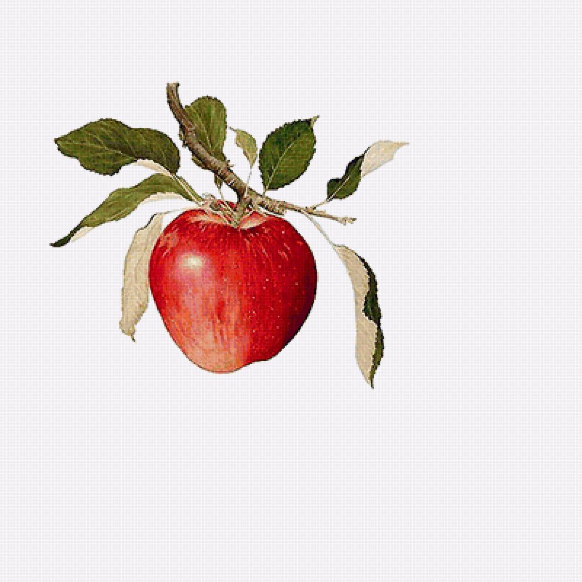 Серия "Фруктовая". Яблоки - фрукты, яблоки - предпросмотр