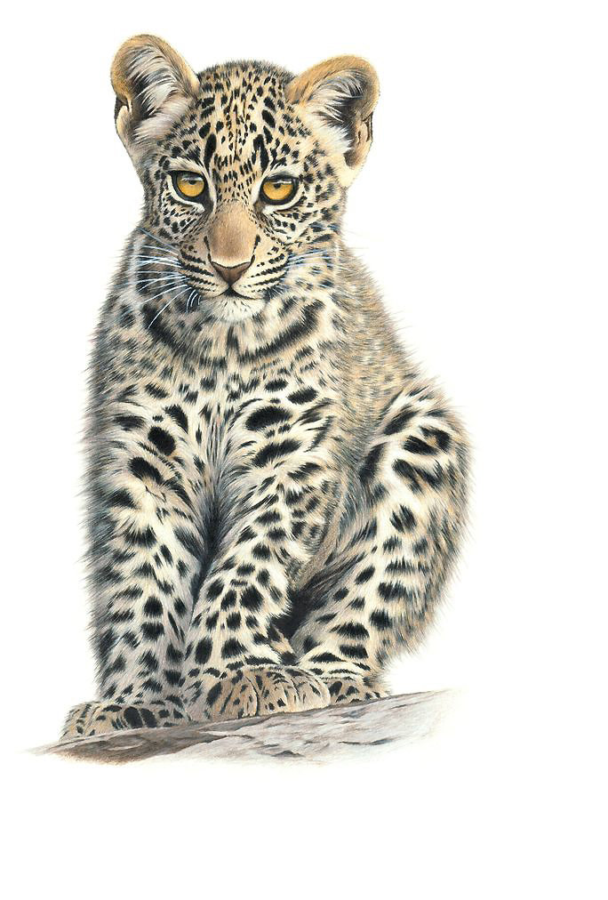 Серия "Хищники". - хищники, животные - оригинал