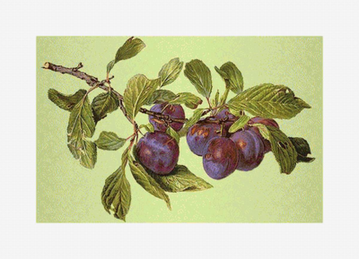 Серия "Фруктово-ягодная". Сливы - слива, фрукты, ягоды - предпросмотр