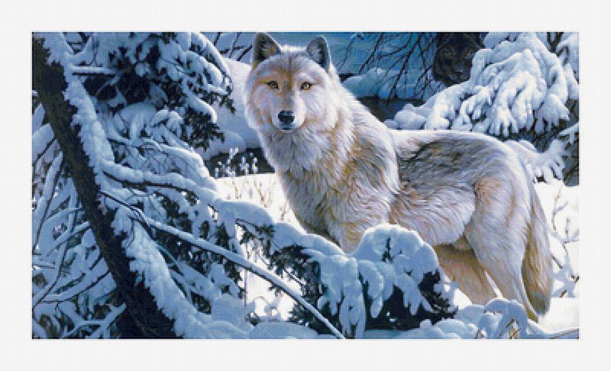 Серия "Хищники". Волки - волки, хищники, животные - предпросмотр