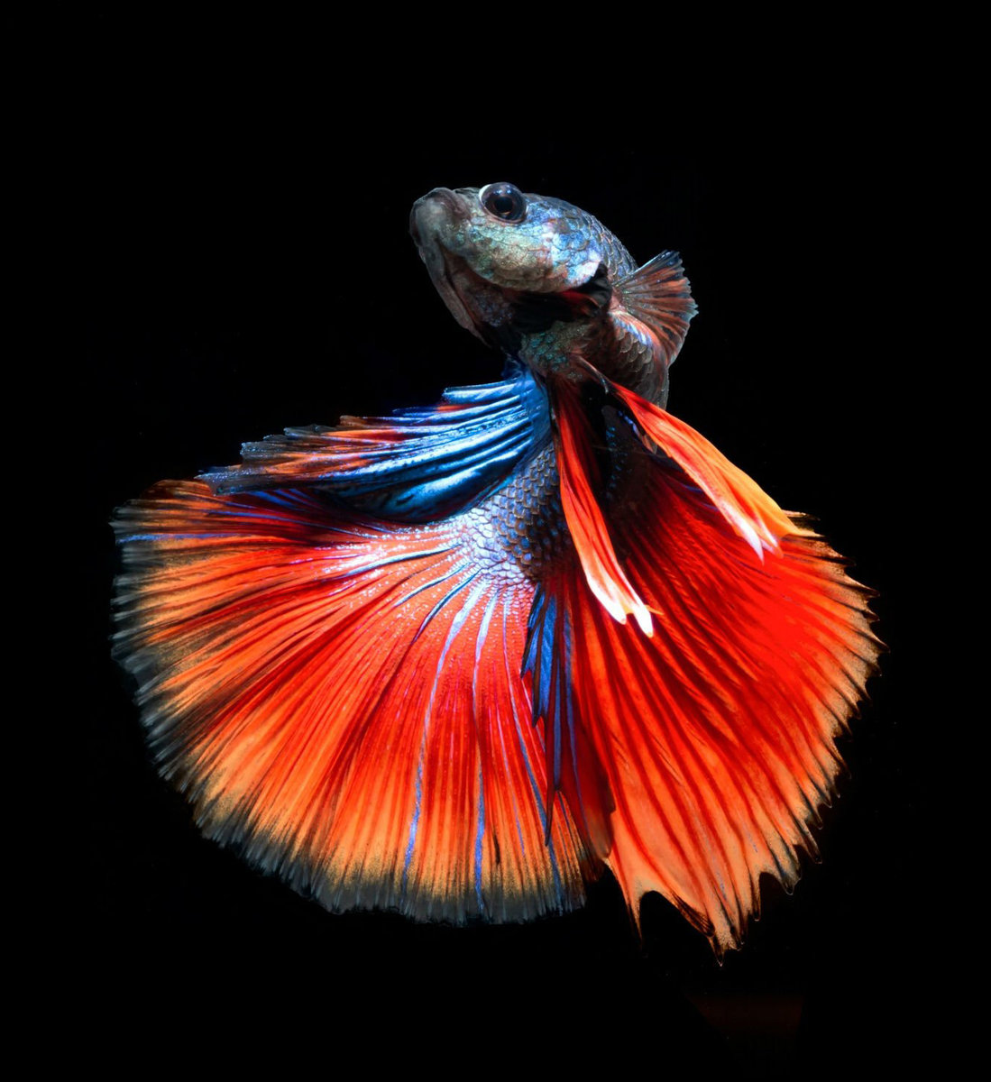 Betta splendens - рыбка петушок - оригинал