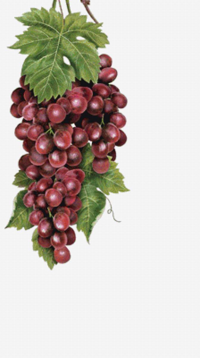 Гроздь винограда - виноград - предпросмотр