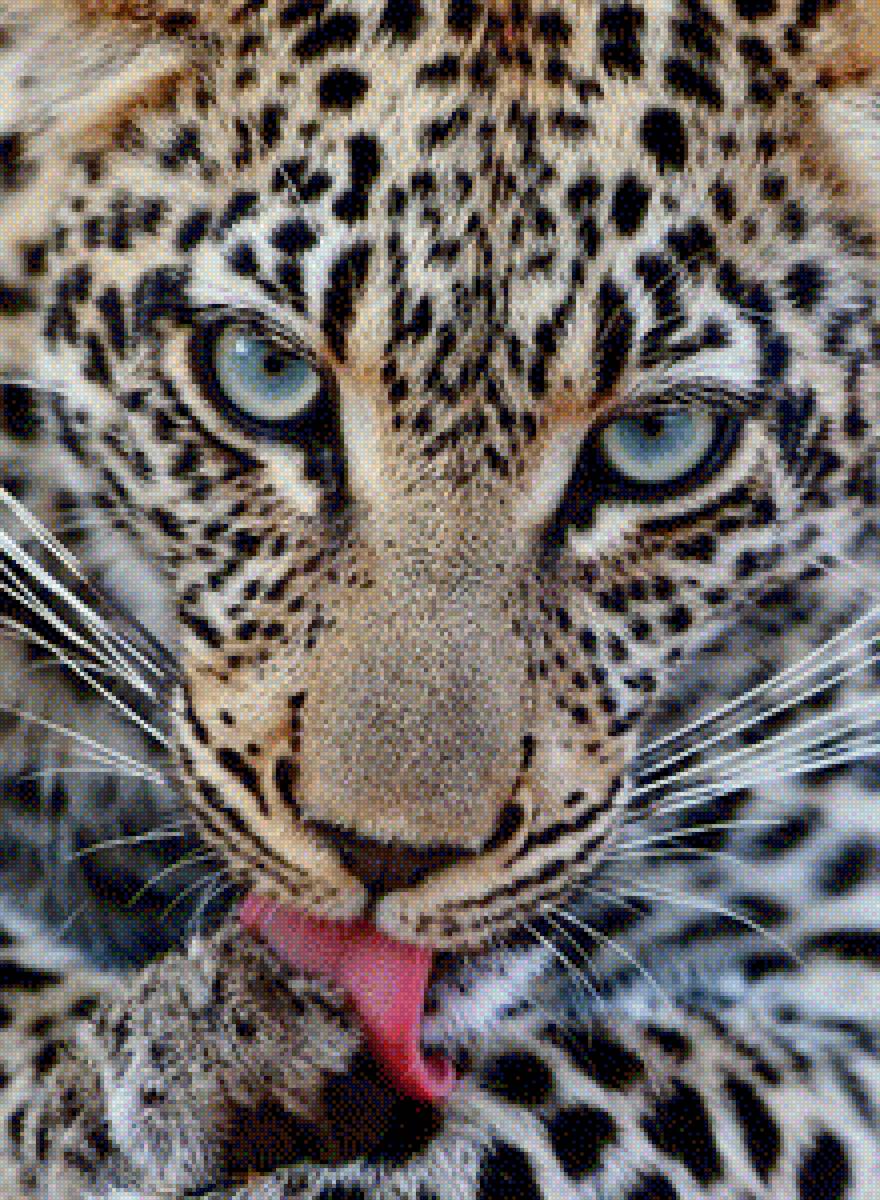 leo - leopard - предпросмотр