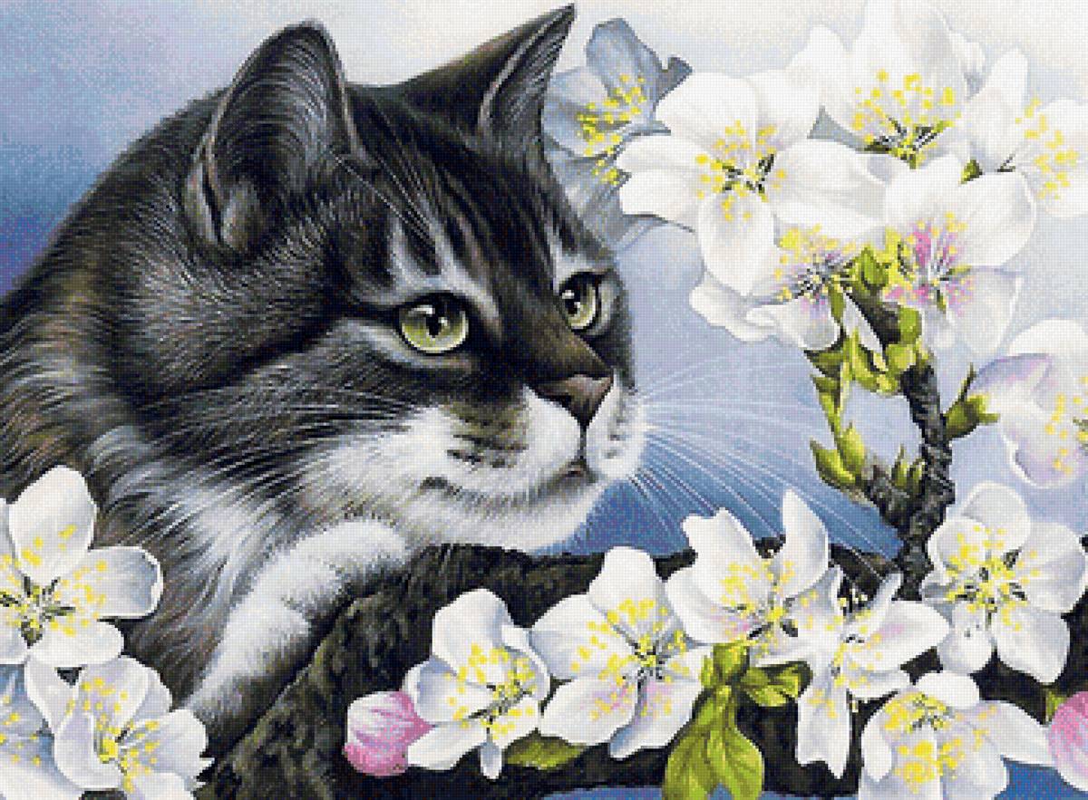 кот - кот - предпросмотр