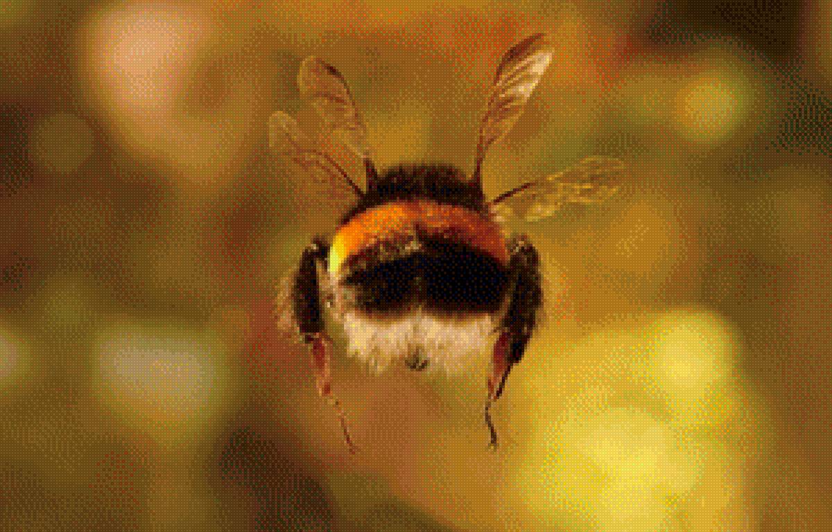 Шмель в полете - сзади, попка, полет, насекомое, шмель - предпросмотр