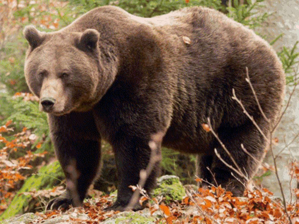 Медведь. Бурый медведь. Аляскинский бурый медведь. Редкий медведь. Породы медведей в России.