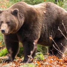 Схема вышивки «Медведь»