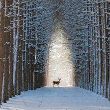 Схема вышивки «Зимний лес»