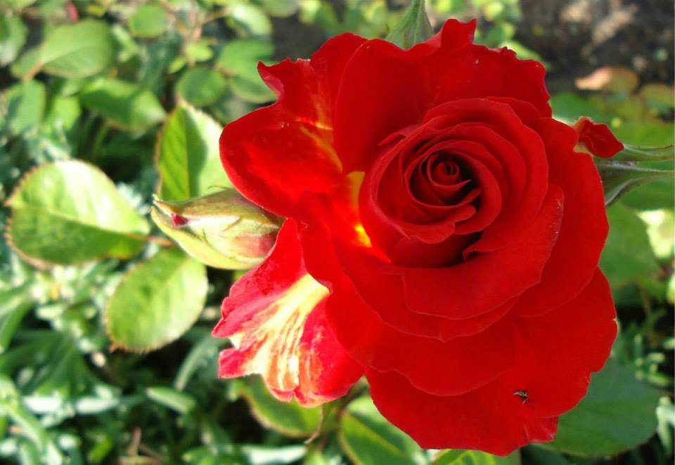 №1812175 - оригинал