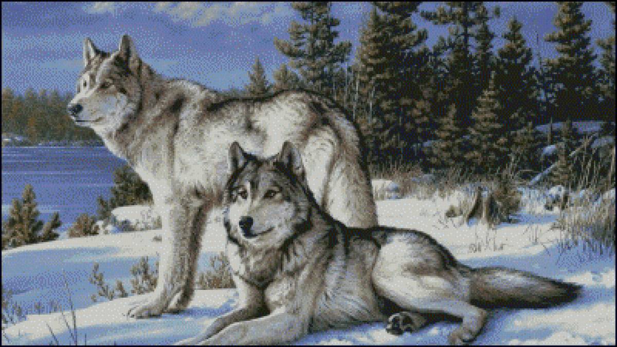 Волчья пара - природа, волки, зима - предпросмотр