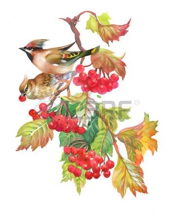 калина ,птахи - оригинал