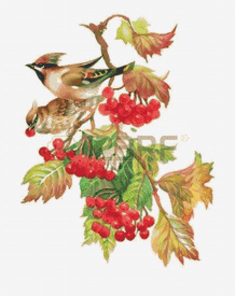 калина ,птахи - предпросмотр