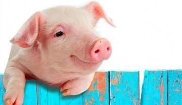 Поросенок на заборе - свинка, поросенок - оригинал