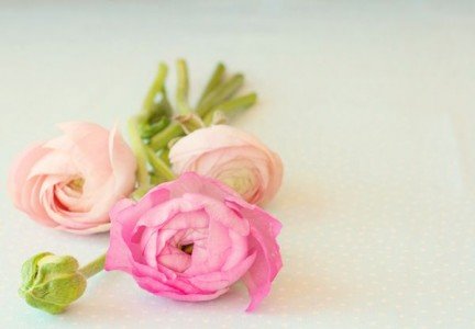 Ранункулюс - цветы, ранункулюс - оригинал