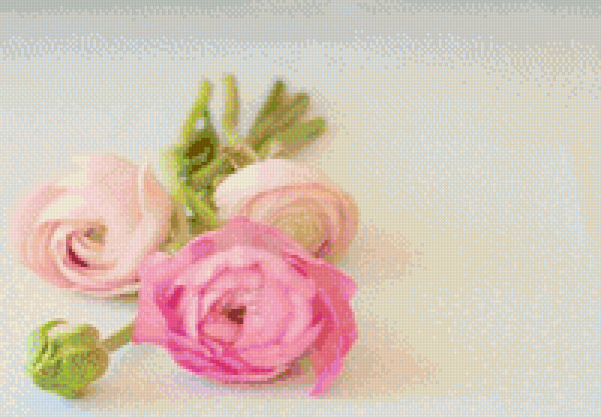 Ранункулюс - цветы, ранункулюс - предпросмотр