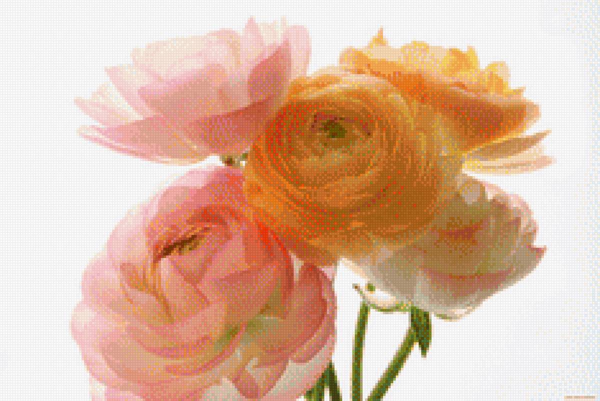 Ранункулюсы - цветы, ранункулюс - предпросмотр