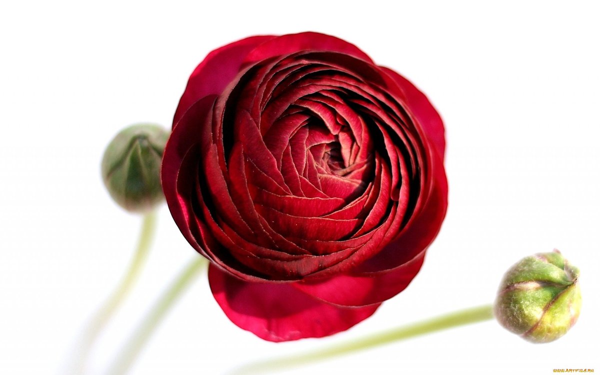 Бордовый ранункулюс - ранункулюс, цветы - оригинал