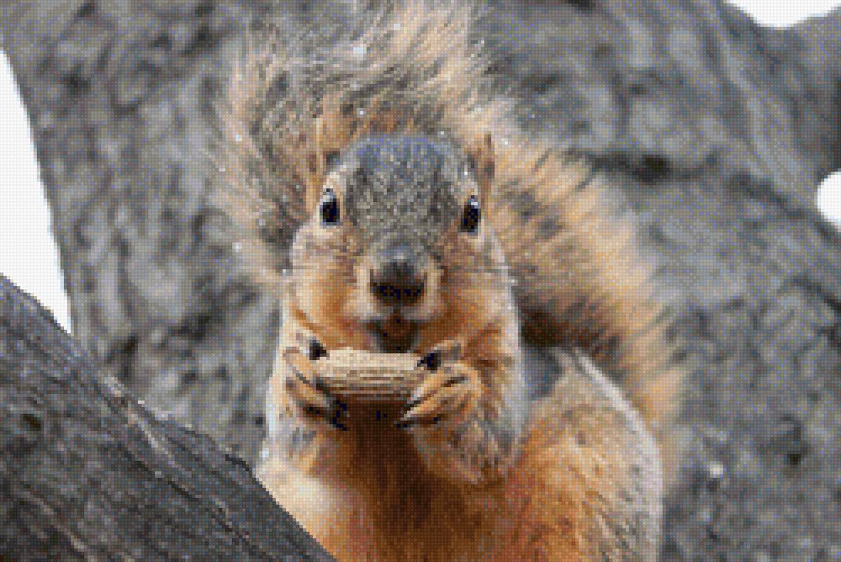 Белка - животные, белка - предпросмотр