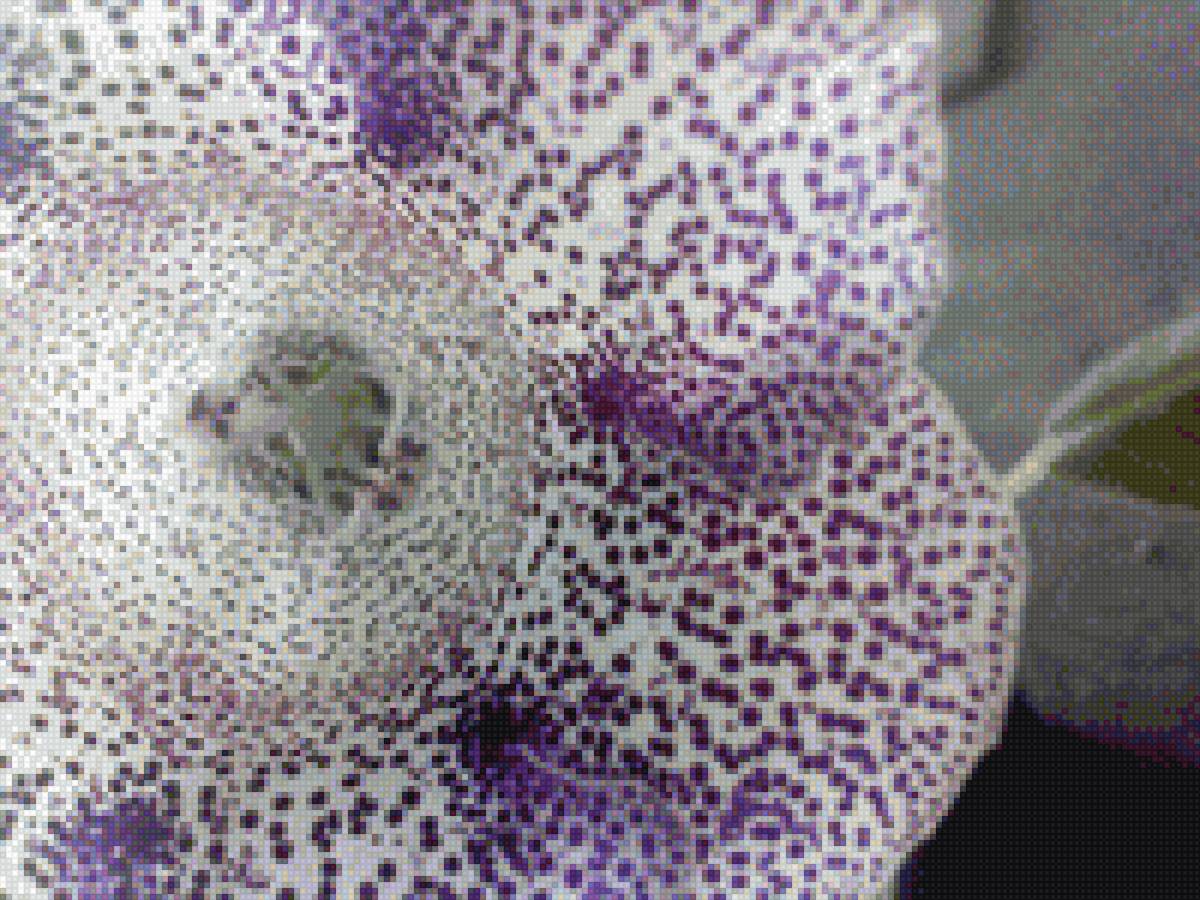 Глоксиния - цветы - предпросмотр