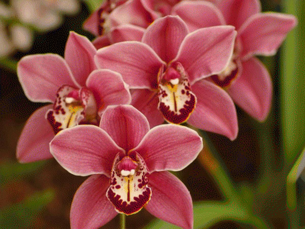 Орхидеи - орхидеи, цветы - предпросмотр