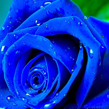Оригинал схемы вышивки «голубая роза» (№1814133)