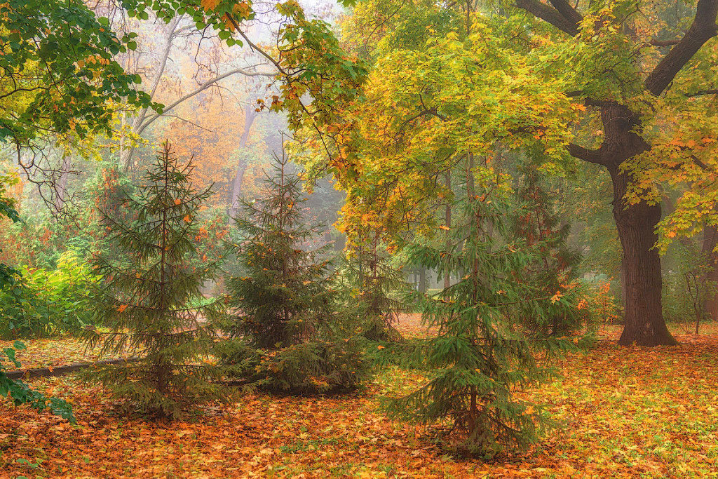 №1814198 - пейзаж осень, лес, природа, елки - оригинал