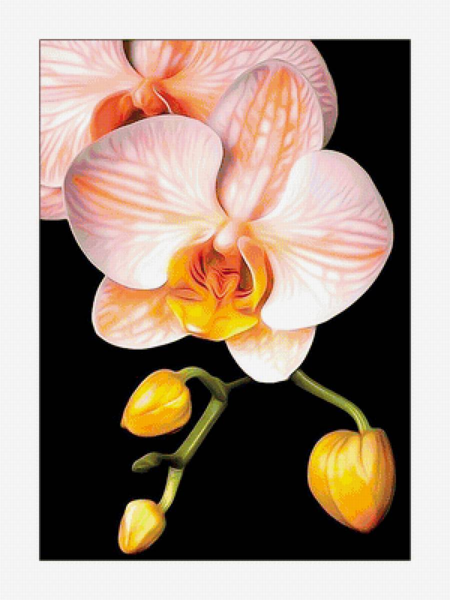 Серия "Орхидеи" - флора, цветы, орхи - предпросмотр