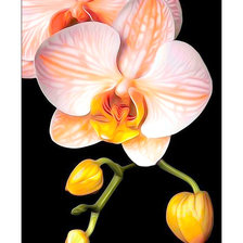 Оригинал схемы вышивки «Серия "Орхидеи"» (№1814239)