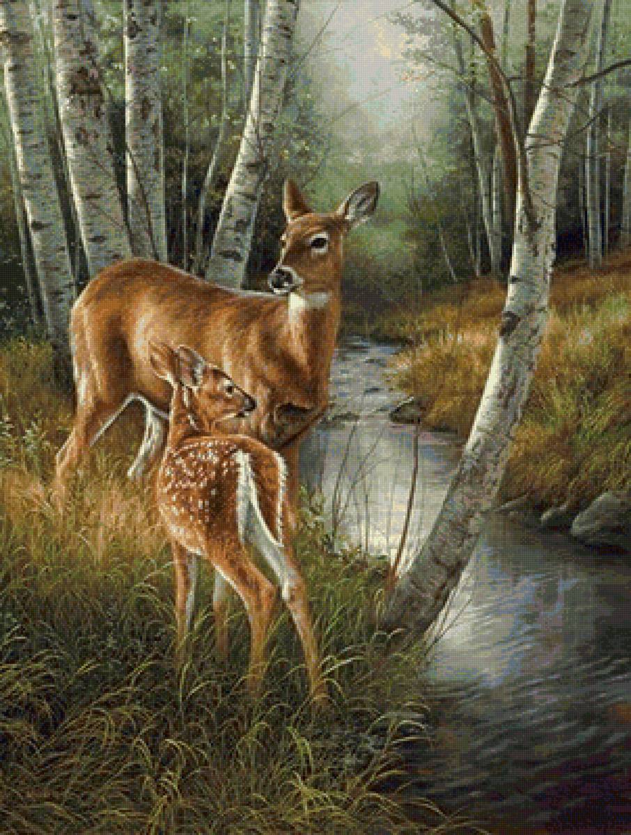 На водопое - природа, река, олень, животные, лес, пейзаж, березы - предпросмотр