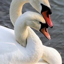 Схема вышивки «птички»