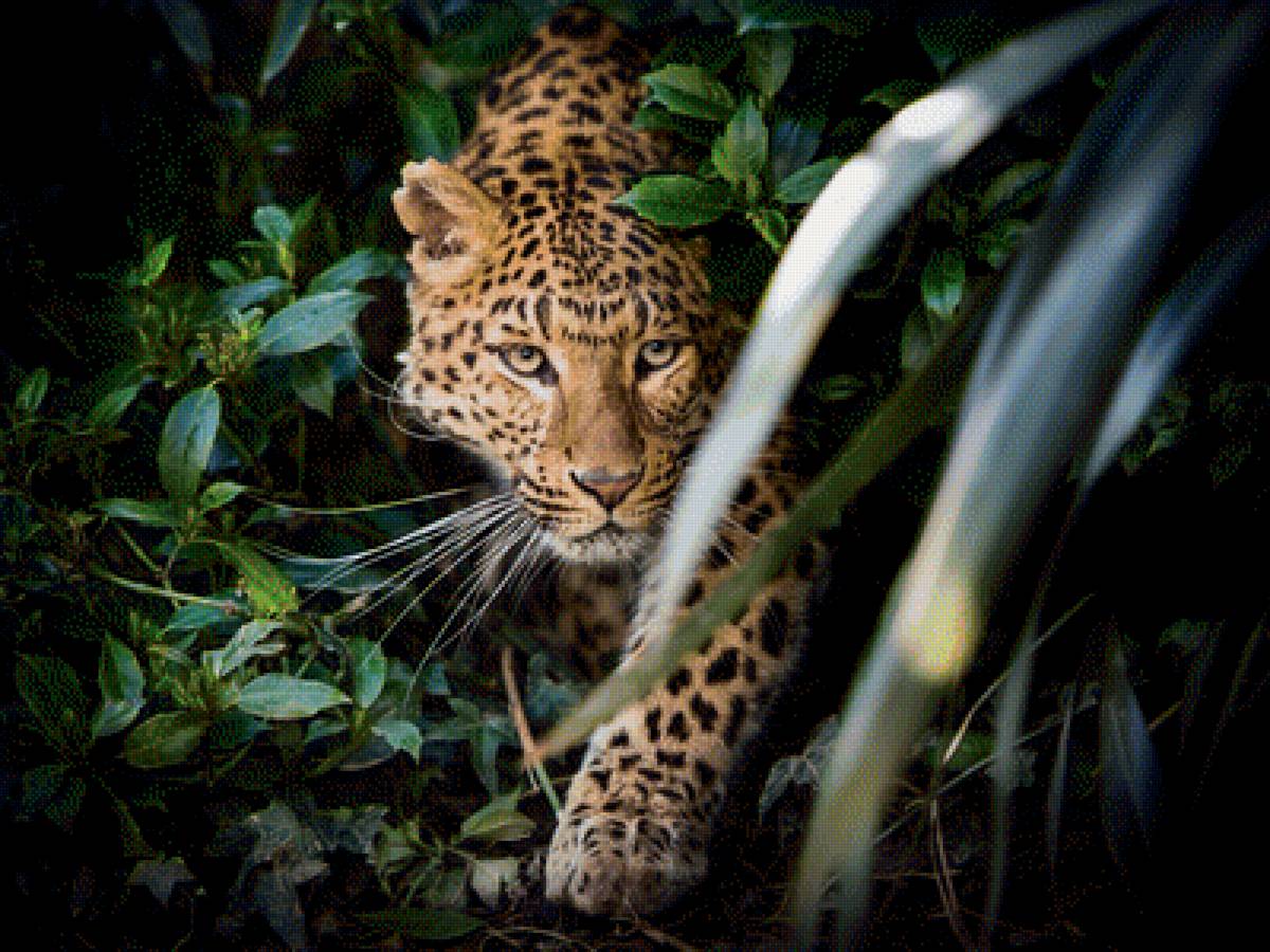 Леопард в засаде - заросли, леопард, засада, хищник, дикая кошка - предпросмотр
