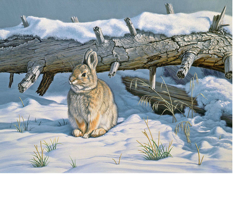 Зайчик зимой - животные, снег, заяц, звери, зима. - оригинал