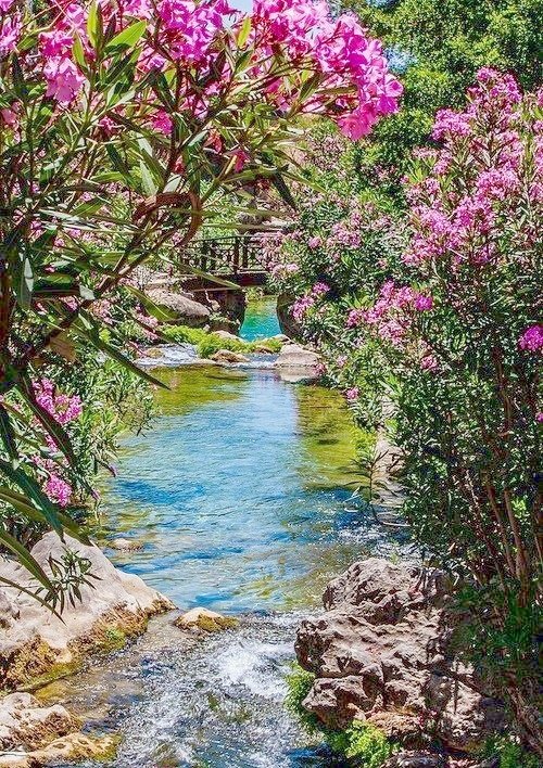 ОЛЕАНДРЫ НАД РУЧЬЁМ - оригинал