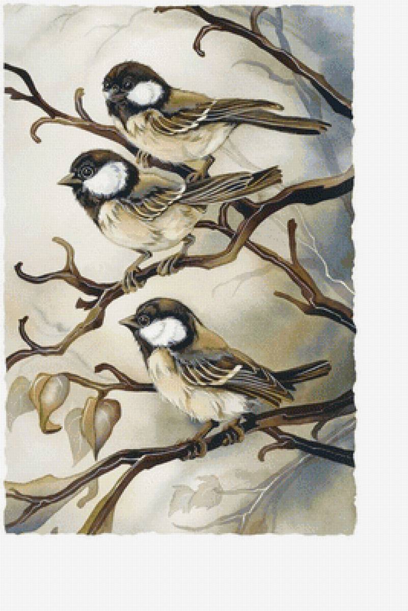 Воробьи - птицы на ветке, птицы - предпросмотр
