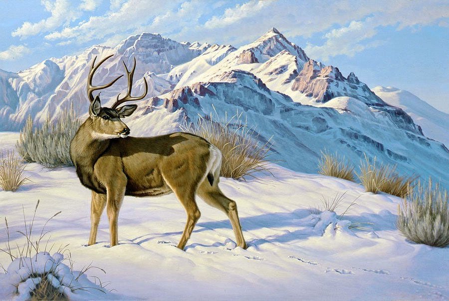 Олень - зима, горы, олень, животные, пейзаж - оригинал