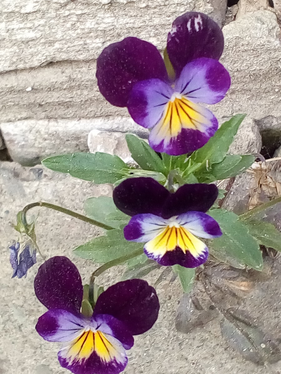 моиЦветы - оригинал