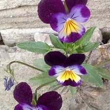 Схема вышивки «моиЦветы»