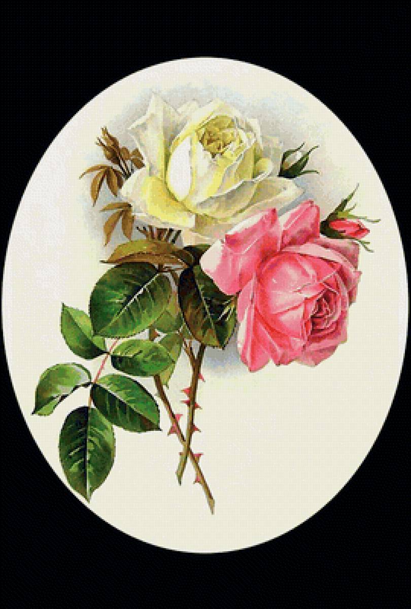 Серия "Розы". - цветы, флора, розы - предпросмотр