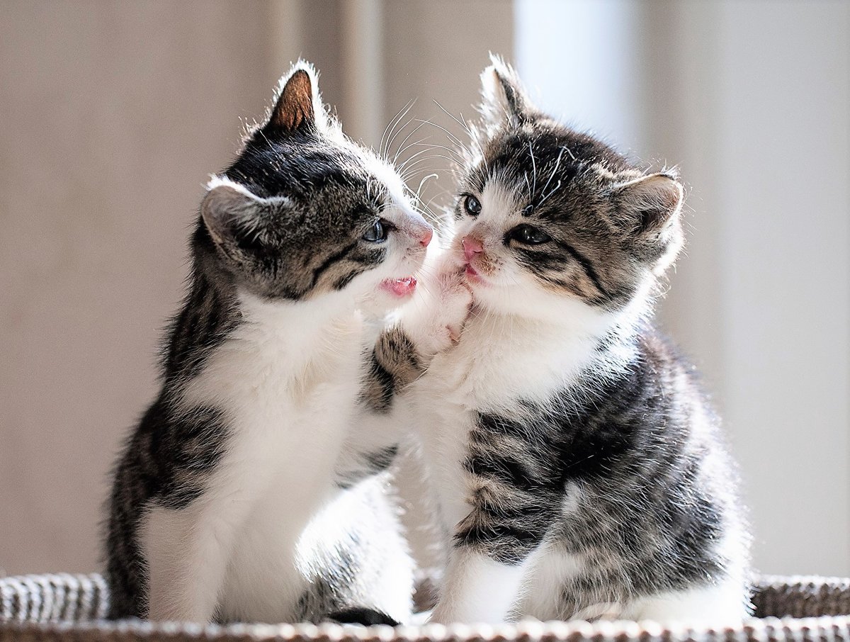 разговор - фото, кошки, котята - оригинал